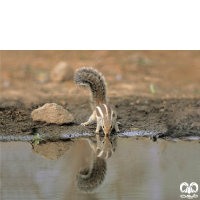 گونه سنجاب بلوچی Funambulus pennantii